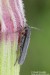 kozlíček bolševníkový (Brouci), Phytoecia cylindrica, Phytoeciini, Cerambycidae (Coleoptera)